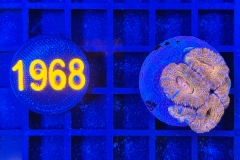 Acanthastrea lordhowensis