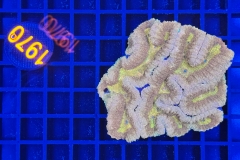 Symphyllia