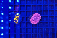 Goniopora