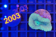 Acanthastrea bowerbanki
