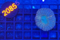 Lobophyllia