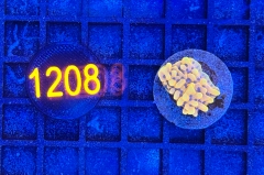 Montipora