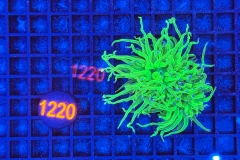 Euphyllia glabrescens