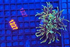 Euphyllia glabrescens