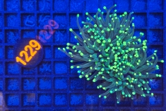 Euphyllia glabrescens