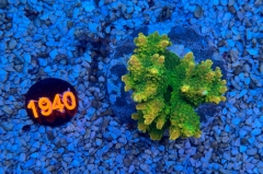 Acropora