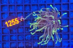 Euphyllia glabrescens