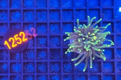 Euphyllia glabrescens