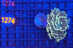 Euphyllia paraancora