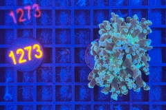 Euphyllia paradivisa