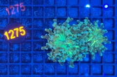 Euphyllia paradivisa
