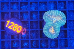Lobophyllia