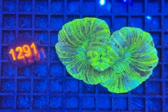 Trachyphyllia geoffroyi