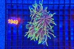 Euphyllia glabrescens