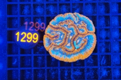 Symphyllia wilsoni