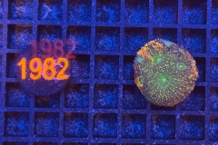 Acanthastrea echinata