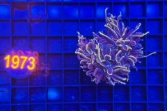 Euphyllia glabrescens