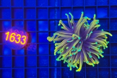 Euphyllia glabrescens Dragonsoul