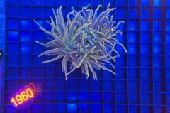 Euphyllia glabrescens