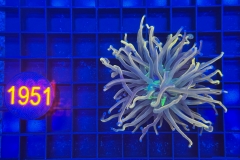 Euphyllia glabrescens