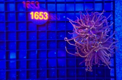 Euphyllia glabrescens