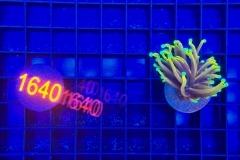 Euphyllia glabrescens