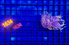 Euphyllia glabrescens Dragonsoul