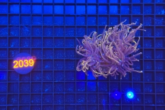 Euphyllia glabrescens