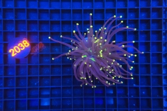 Euphyllia glabrescens