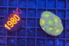 Acanthastrea echinata
