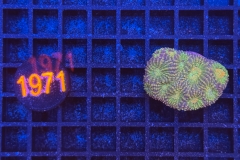 Acanthastrea echinata