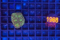 Acanthastrea echinata