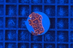Zoanthus