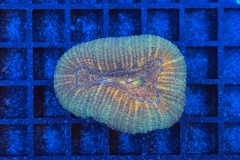 Lobophyllia