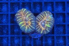 Lobophyllia