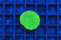 Scolymia button