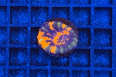 Scolymia button