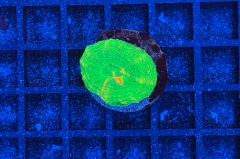 Scolymia button