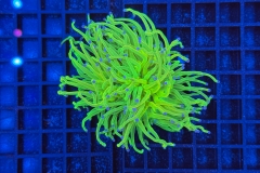 Euphyllia glabrescens Holy Grail