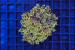 Euphyllia paradivisa