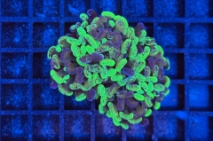 Euphyllia paraancora Bicolor 
