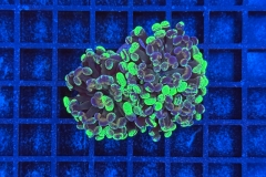 Euphyllia paraancora Bicolor 