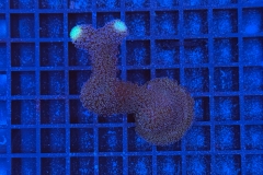 Stylophora pistillata Milka