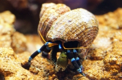 Calcinus elegans Einsiedlerkrebs