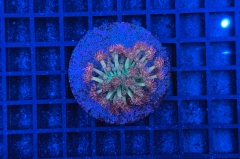 Goniopora Galaxy