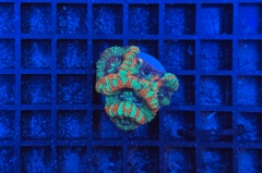 Acanthastrea lordhowensis