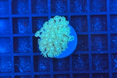 Goniopora