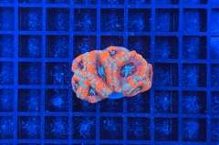 Acanthastrea lordhowensis