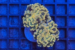 Euphyllia paraancora