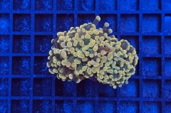 Euphyllia paraancora
